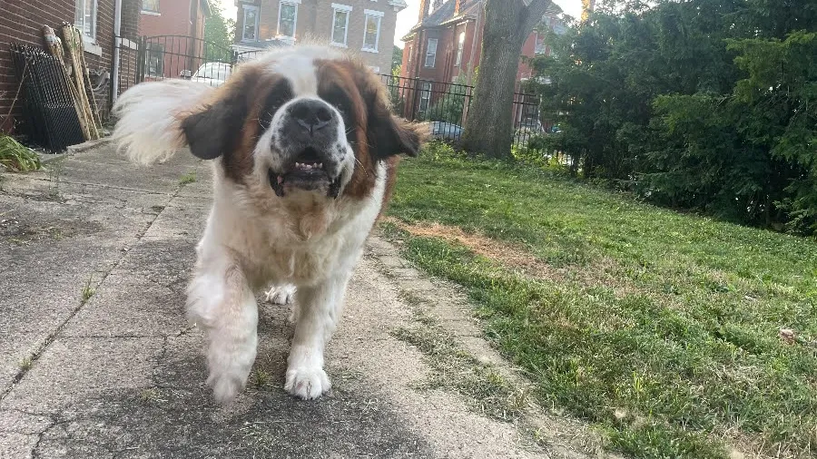 Gordie trotting down a sidewalk