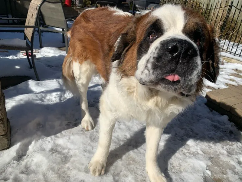Gordie standing in the snow in the backyard