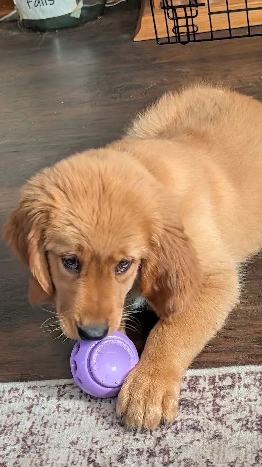 Sailor lying on the floor with a Kong toy